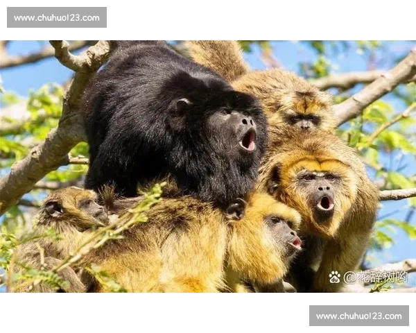 山林霸权之争猫与鹰的生死对决揭示残酷自然法则深层生态逻辑